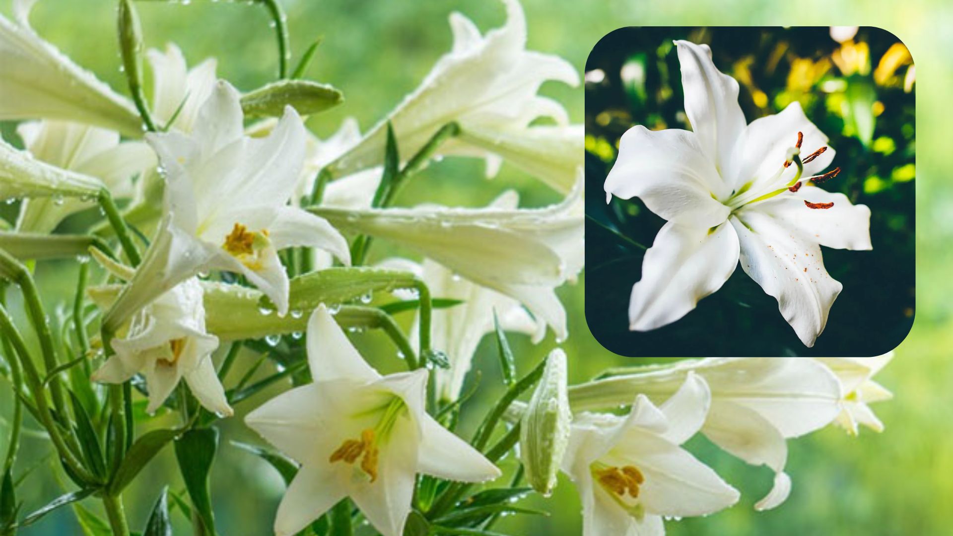 Tổng Quan Về Hoa Bách Hợp